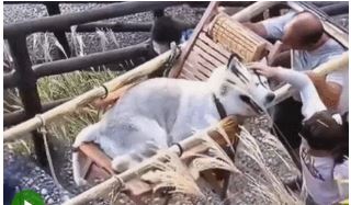 Clip cô gái thuê người kiệu chó cưng lên núi khiến cộng đồng mạng tranh cãi