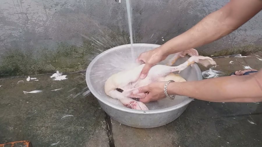 Cách nhổ sạch lông măng của vịt, khử mùi hôi hiệu quả, tiết kiệm thời gian