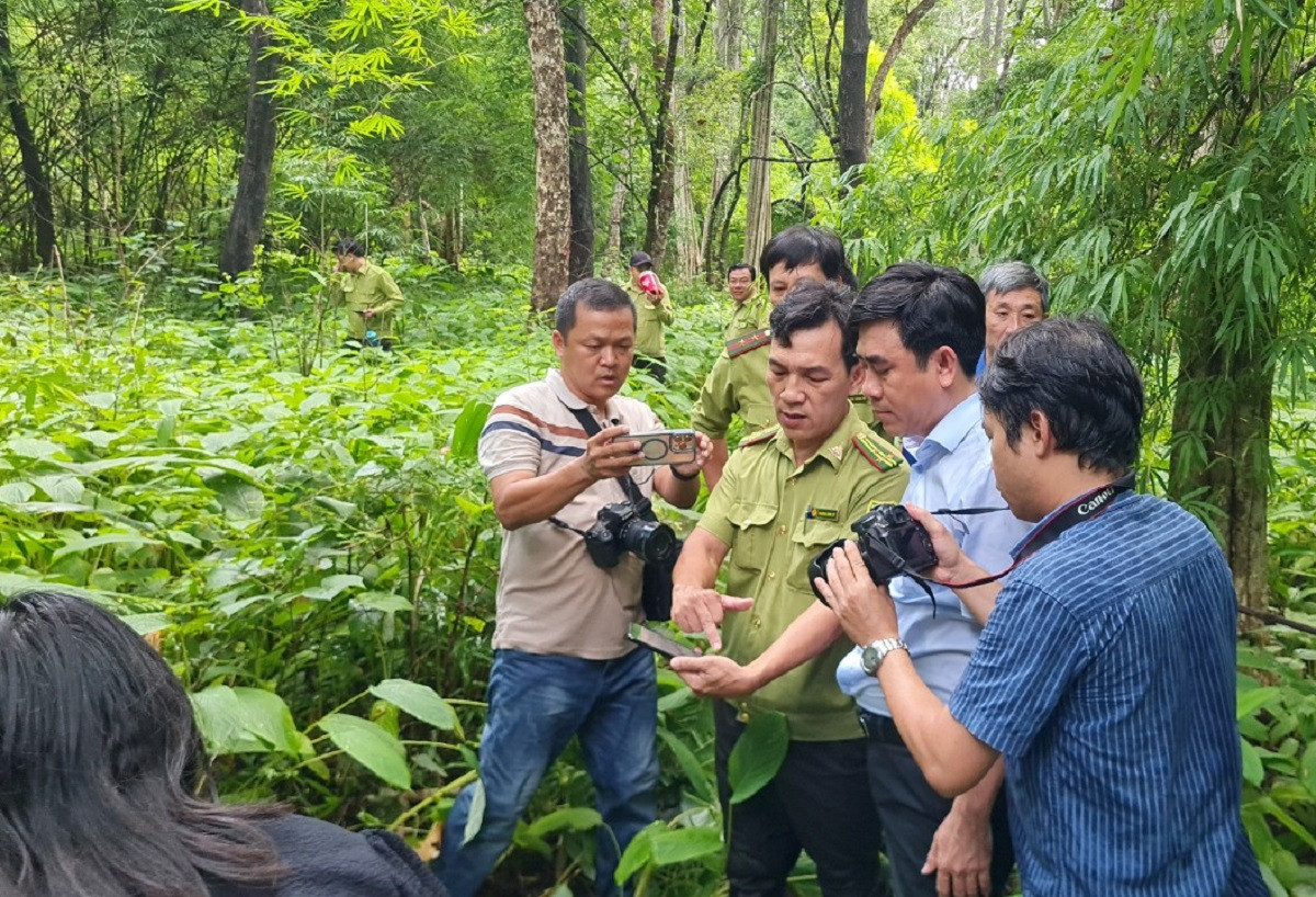 'Nhường chỗ' cho hồ chứa nước Ka Pét, rừng được khai thác và trồng mới thế nào?