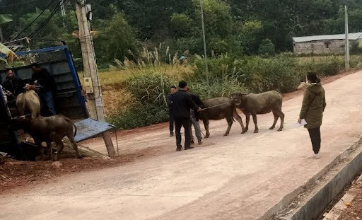 Huyện Chi Lăng: Tập trung giúp đỡ hộ nghèo phát triển kinh tế