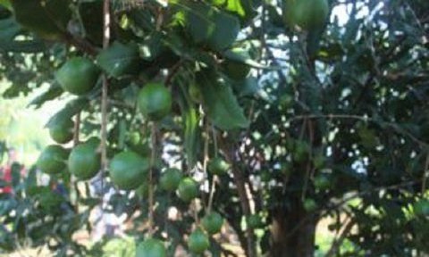 Loại quả đắt bậc nhất thế giới, giá tận 15 triệu/kg, ở Việt Nam trồng