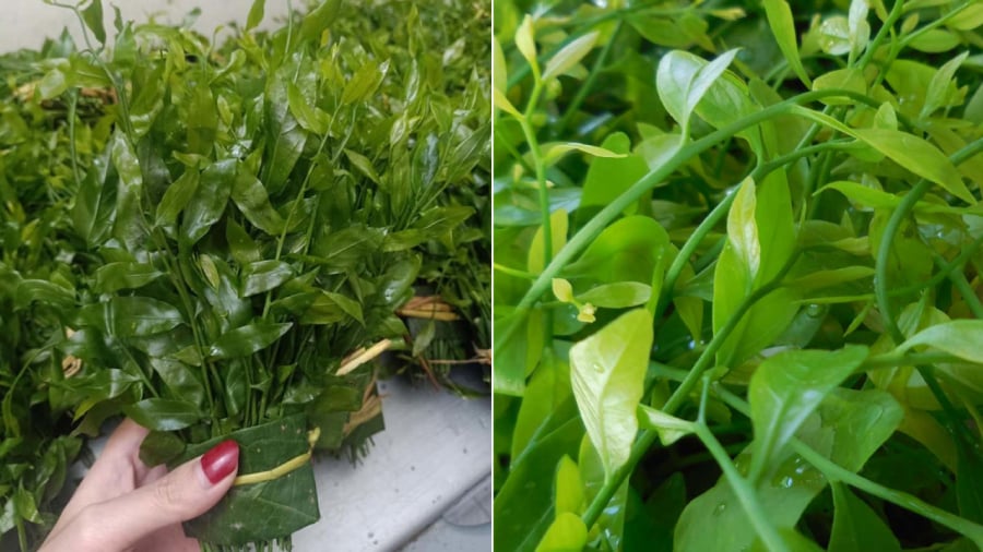 Loại rau dại ngọt như mì chính, bổ hơn rau ngót, có tên trong Sách đỏ Việt Nam